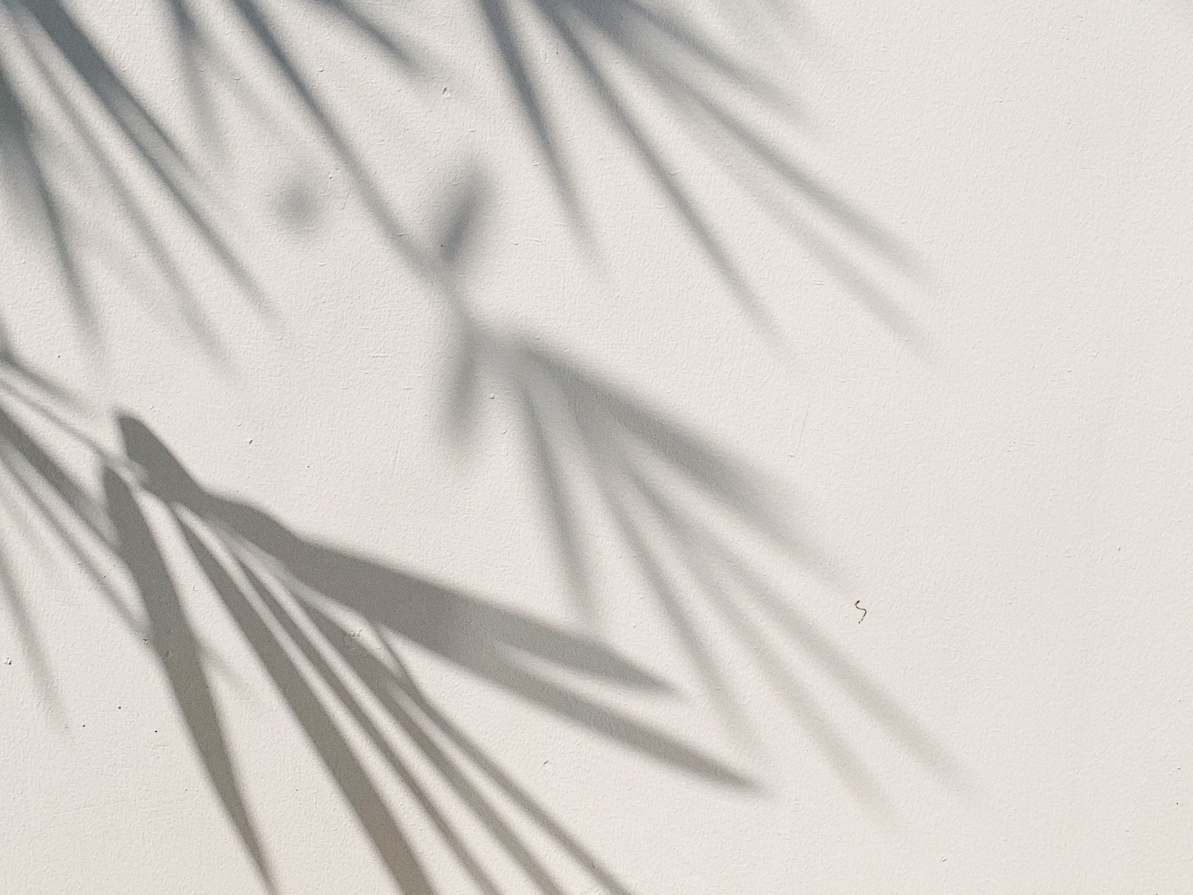 Shadow of Leaves on White Background